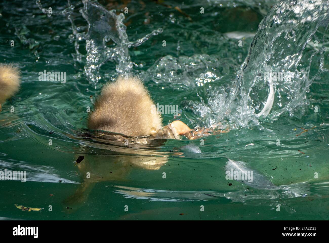 anatroccolo immersione in stagno di acqua Foto Stock