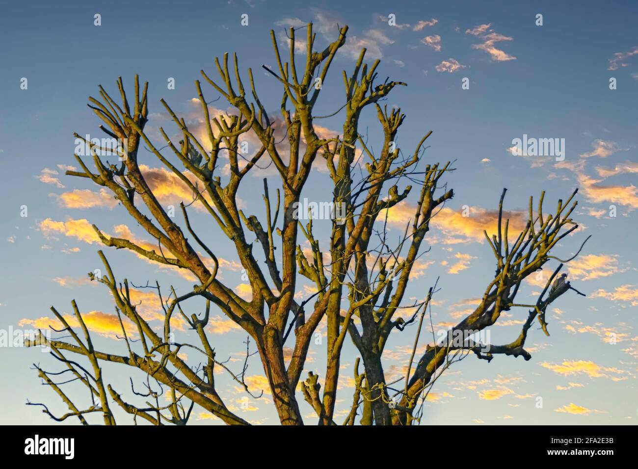 Cielo azzurro di prima mattina caldo sole invernale su nuvole e rami nudi maturo albero inglese corona dopo il lavoro di pollarding e lopping Essex Inghilterra Regno Unito Foto Stock