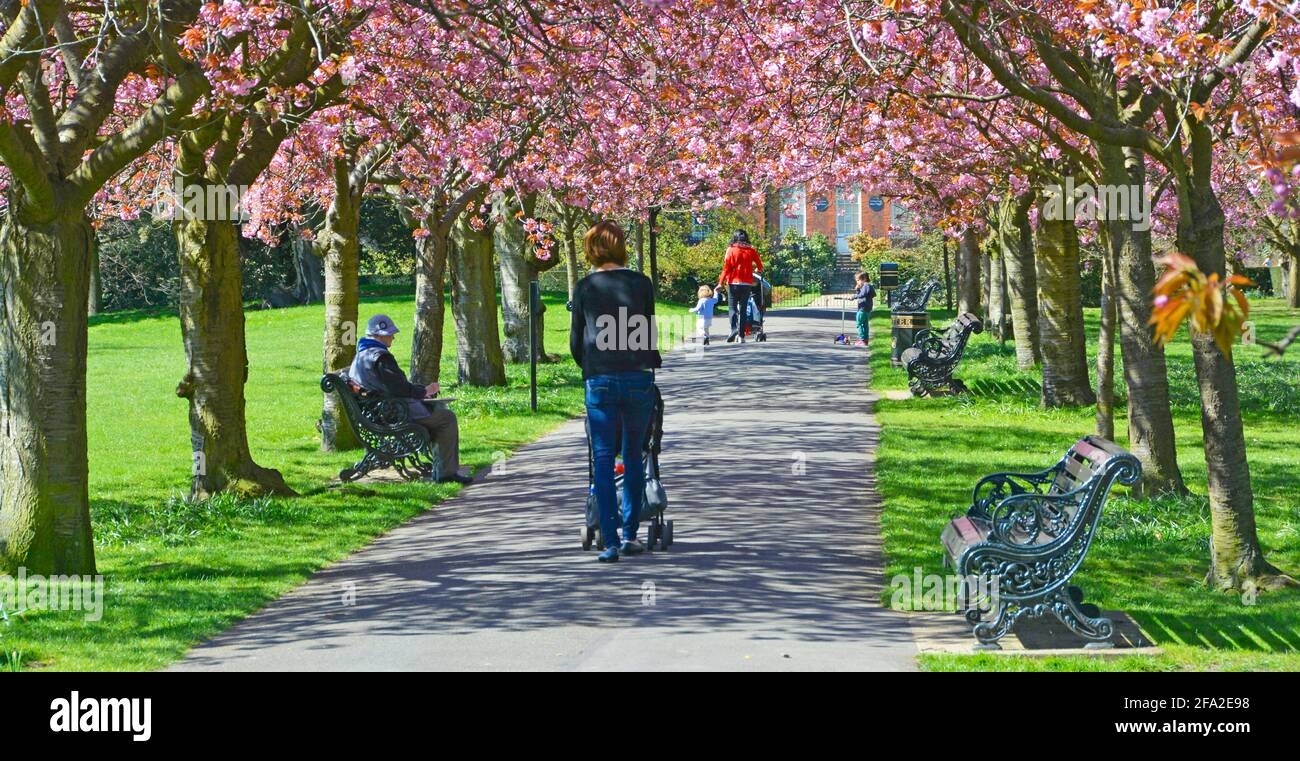 Greenwich Park due mamme con bambini e passeggino che camminano lungo il percorso del parco sotto la tettoia di ciliegio primaverile in fiore su vecchi alberi a Londra, Inghilterra, Regno Unito Foto Stock