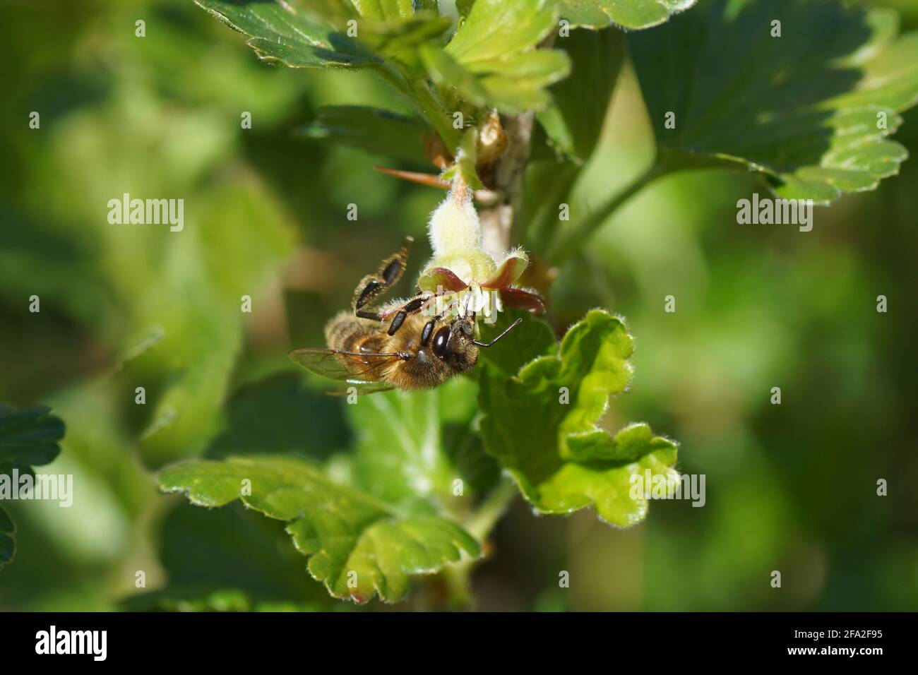 L'ape di miele occidentale o l'ape di miele europea (Apis mellifera), la  famiglia Apidi su fiore rosso di un'uva spina o di un'uva spina europea  (Ribes uva-crisspa Foto stock - Alamy
