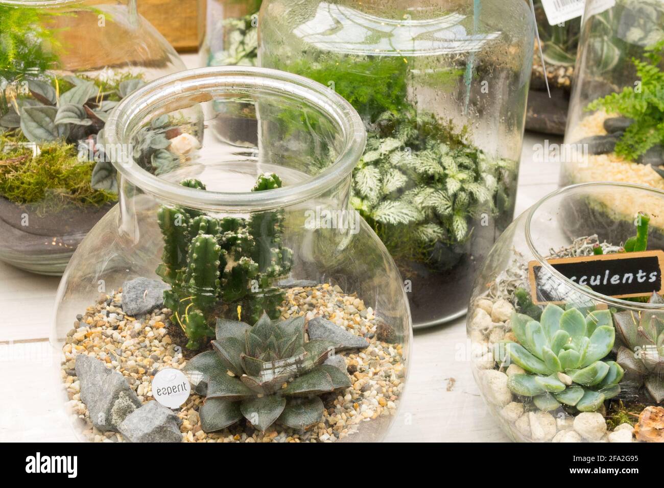 Succulenti che crescono in vasi di vetro nel centro giardino Foto Stock
