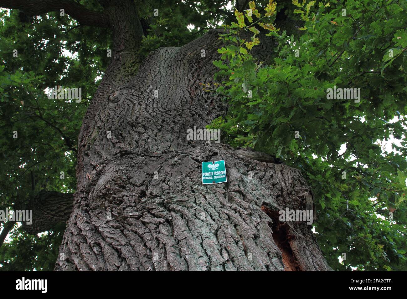 Vecchio albero di quercia con segno monumento naturale sul tronco Foto Stock