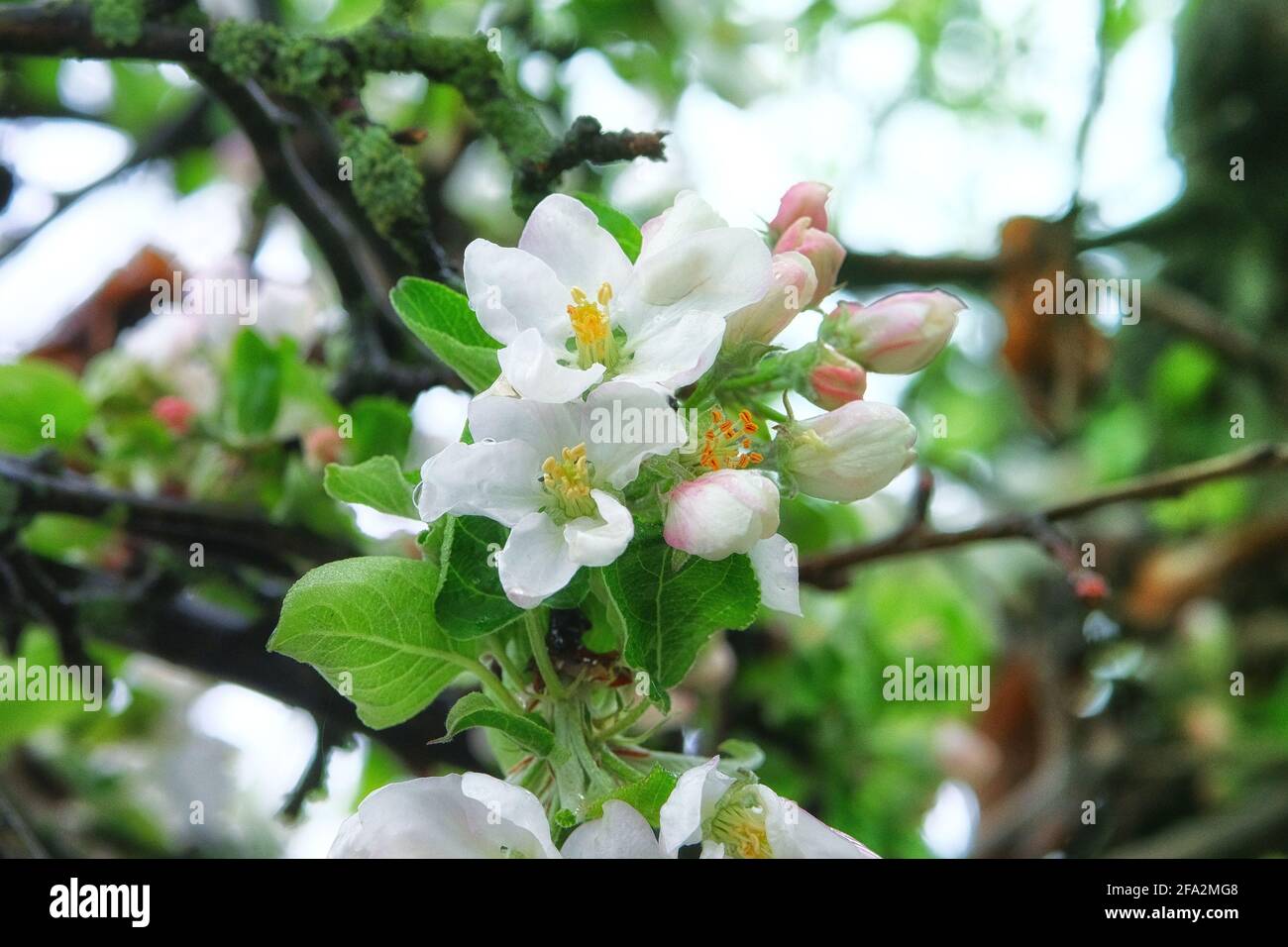 L'albero di Apple fiorisce con petali bianchi. Primavera sfondo della natura, primo piano. Biglietto d'auguri per le vacanze. Giardino verde fiorente in primavera. Foto Stock