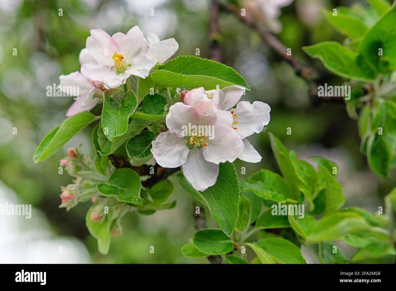 L'albero di Apple fiorisce con petali bianchi. Sfondo di primavera della natura, bokeh verde. Biglietto d'auguri per il giorno delle donne. Giardino fiorente in primavera. Foto Stock