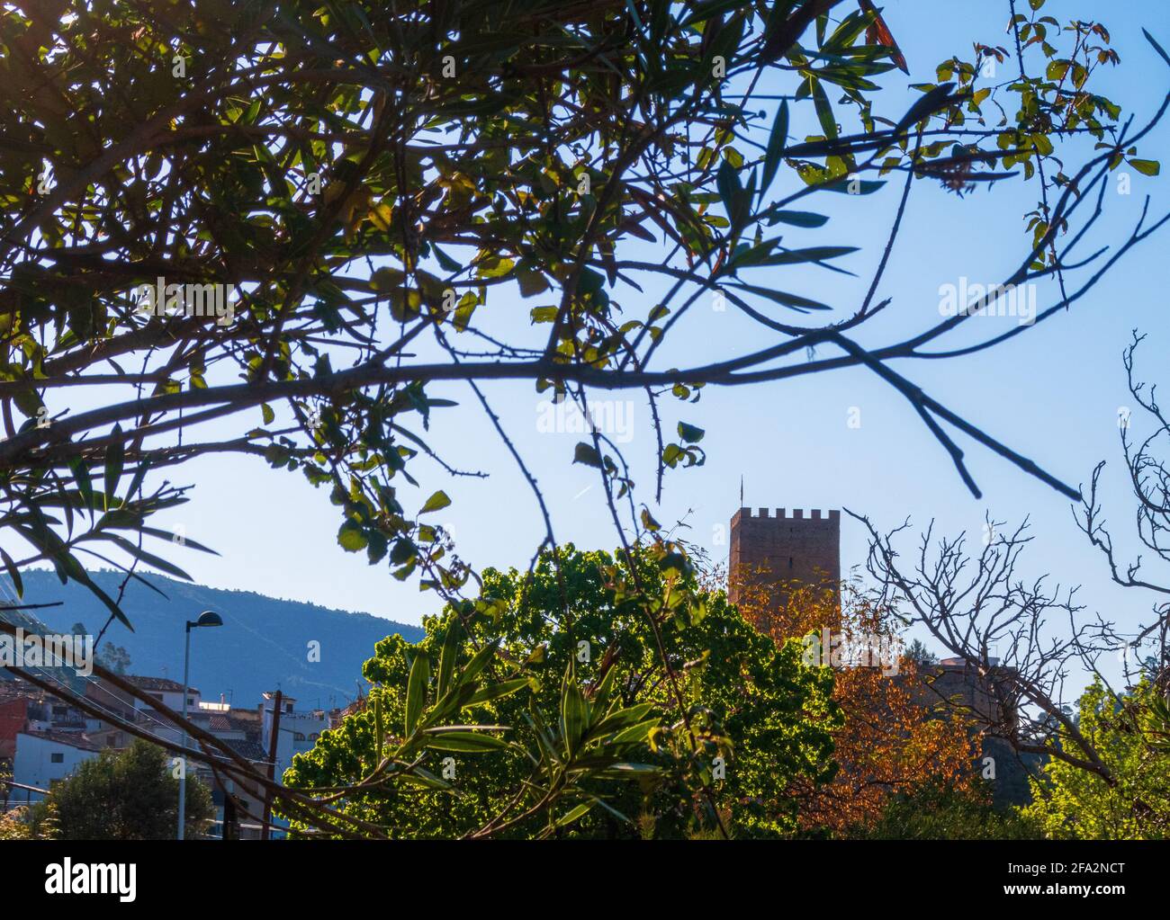 Ramo con piccole foglie sotto un cielo blu e Sot Castello di de Chera in Spagna Foto Stock
