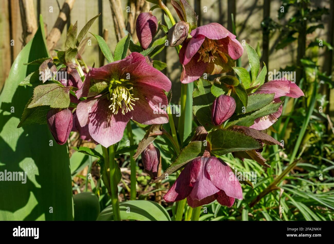 Primo piano di fiori di elleboro rosa hellebores fiore Helleboro Orientalis in primavera Inghilterra Regno Unito GB Great Br Foto Stock