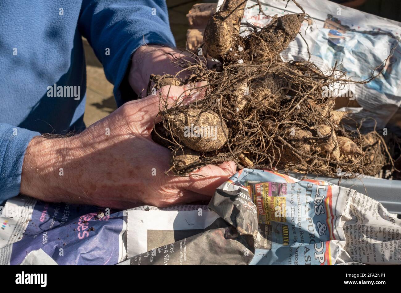 Primo piano di uomo giardiniere azienda immagazzinaggio overwinter immagazzinato dahlia tuberi in primavera Inghilterra Regno Unito GB Gran Bretagna Foto Stock