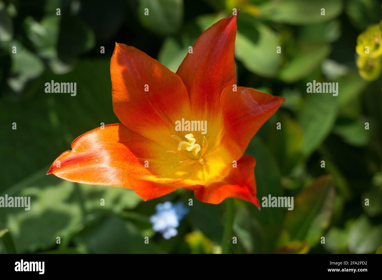Un singolo tulipano arancione brillante, Tulipa ballerina, tulipano giglio fiorito, che fiorisce al sole primaverile, primo piano con stigma, resistenza e antere Foto Stock