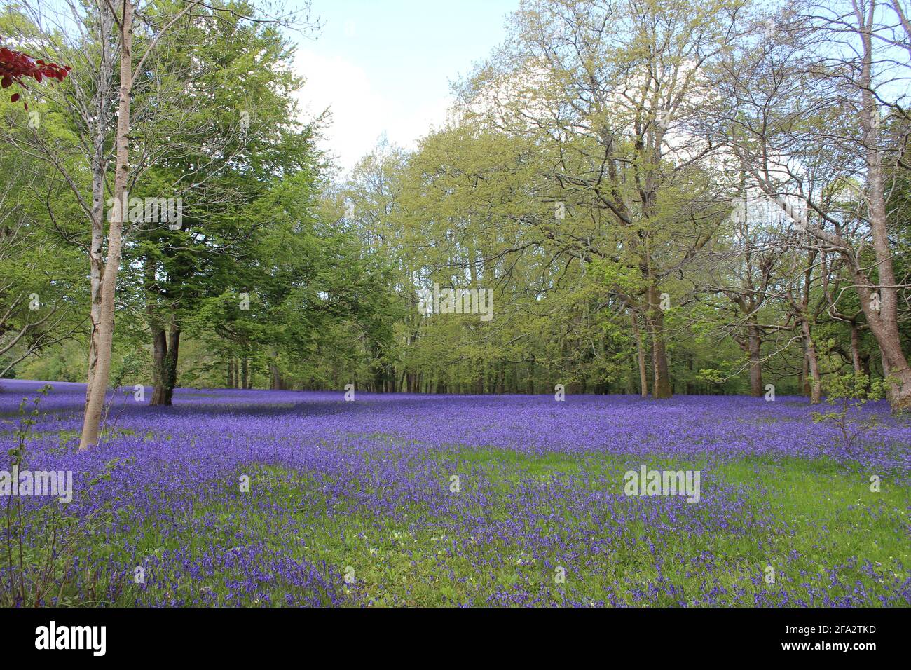 Enys Gardens, settimana della Blue Bell, maggio Cornovaglia. Foto Stock