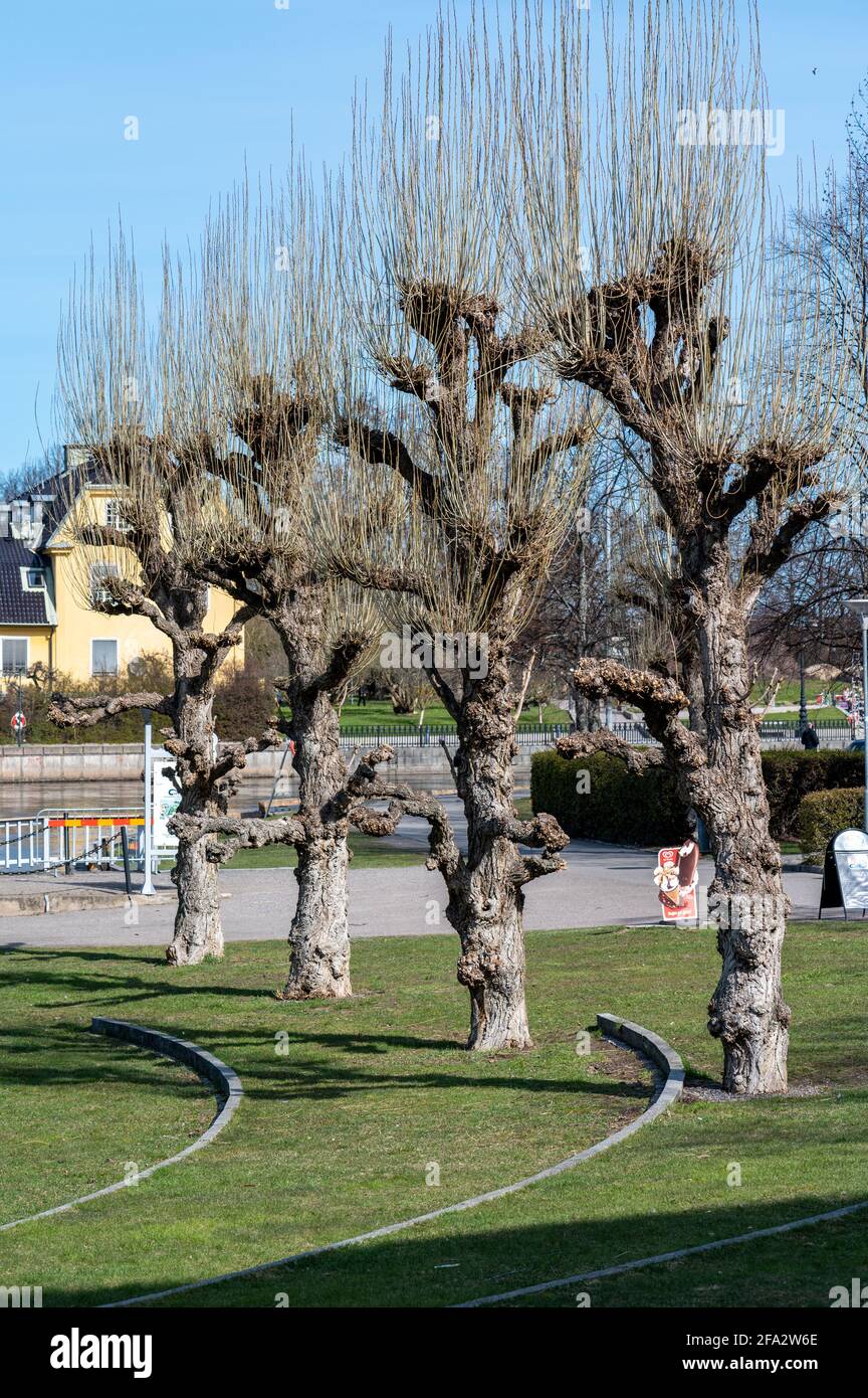 Alberi Pollarded nel parco pubblico Strömparken durante la primavera a Norrköping, in Svezia Foto Stock