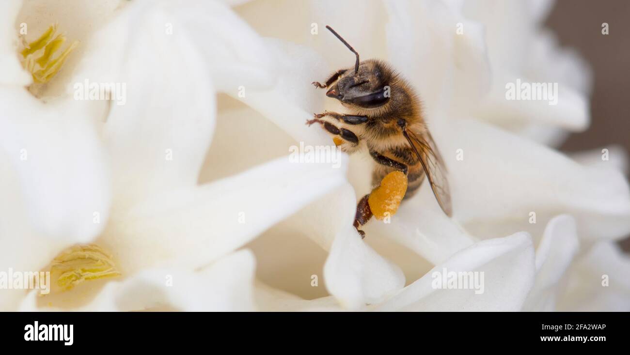 Primo piano di un'ape che raccoglie il miele su un fiore bianco. Foto Stock