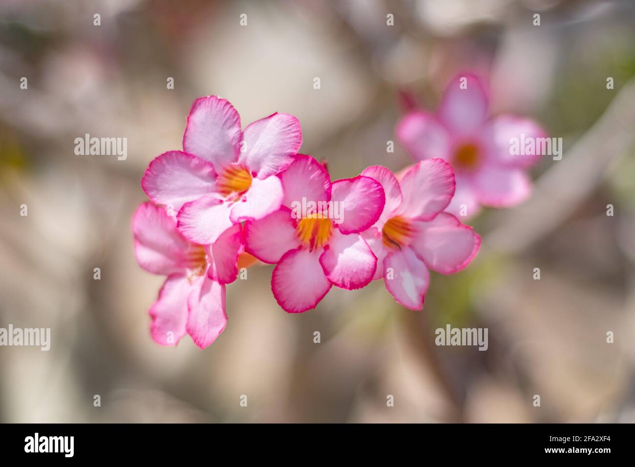 Fiori rosa magici sull'albero di primavera Foto Stock