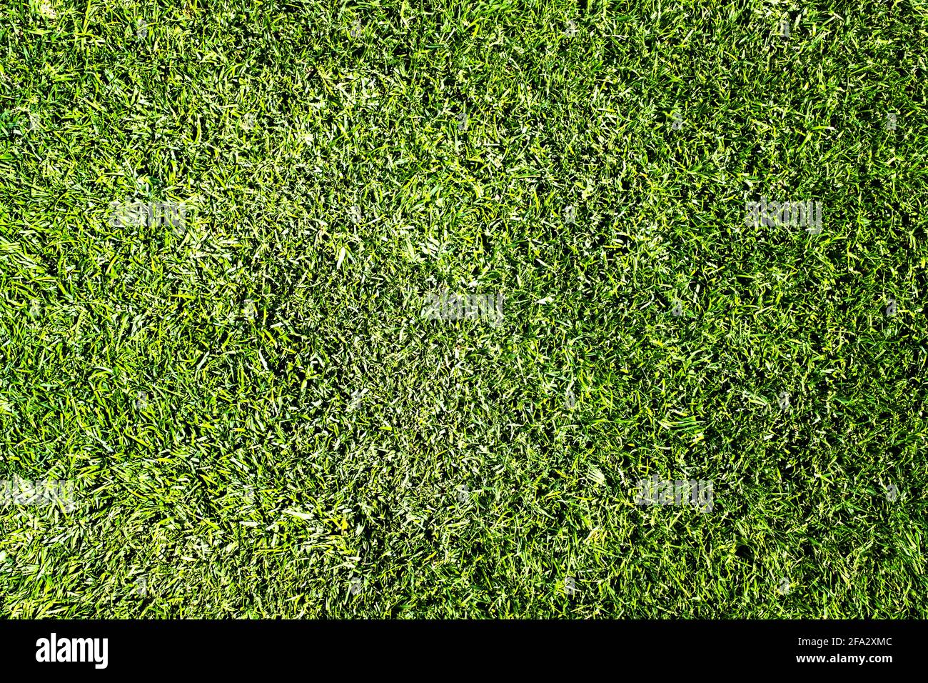 Superficie e consistenza di erba verde fresca Foto Stock