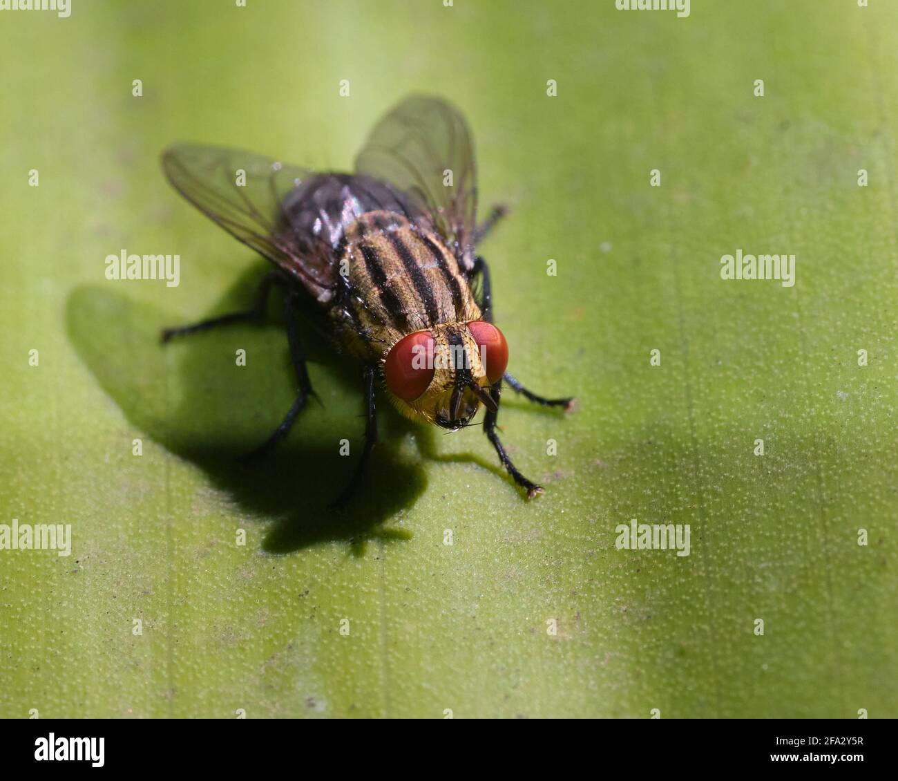 Vola, foglia Foto Stock