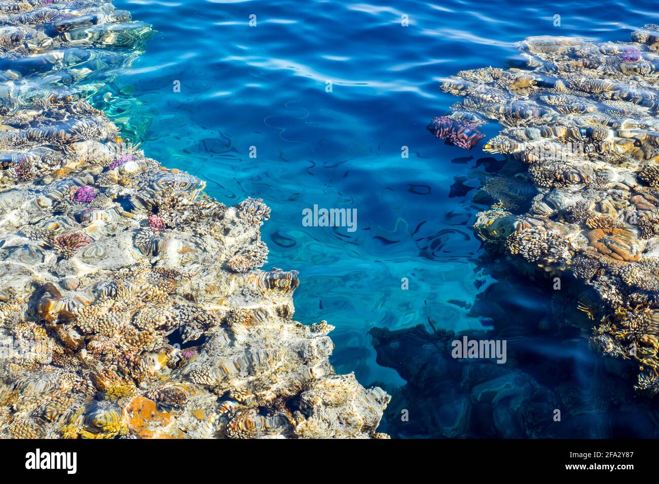 Barriera corallina nelle acque blu del Mar Rosso Foto Stock