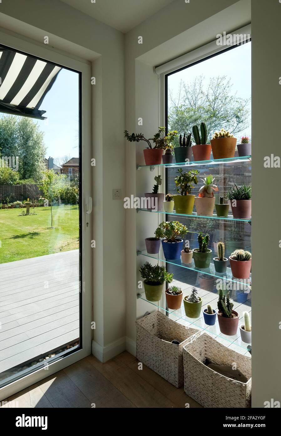 Pentole di cactus e succulenti esposte di fronte ad un'alta finestra lounge, che si affaccia su un giardino. Le pentole sono dipinte a mano in vernice sfida Annie Sloan Foto Stock