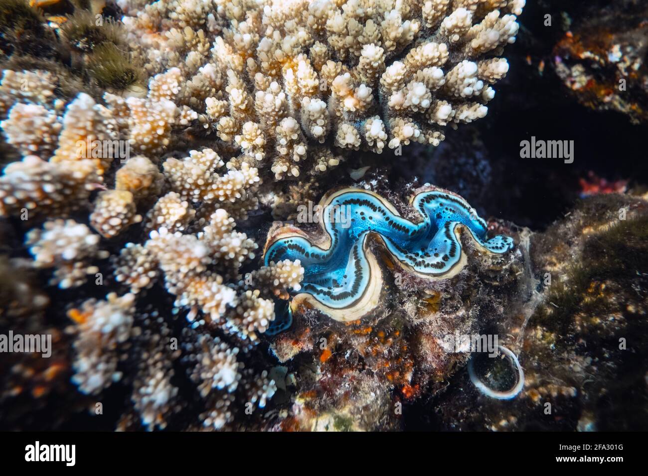 Clam gigante scanalato nella barriera corallina tropicale Foto Stock