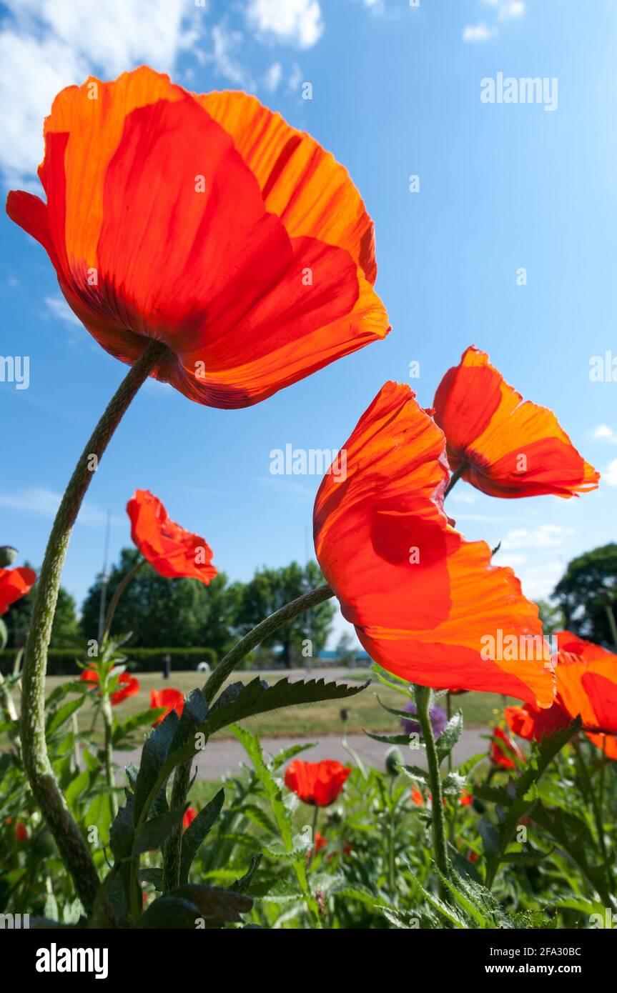 papaveri arancioni (papaveraceae) contro un cielo blu - con luce solare filtrando diagonalmente attraverso i petali testurizzati grandi Foto Stock