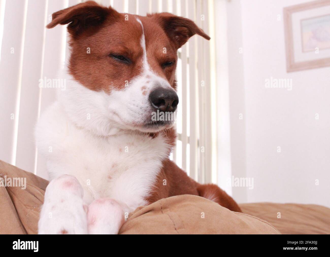 Confine Collie Terrier Doggy Foto Stock