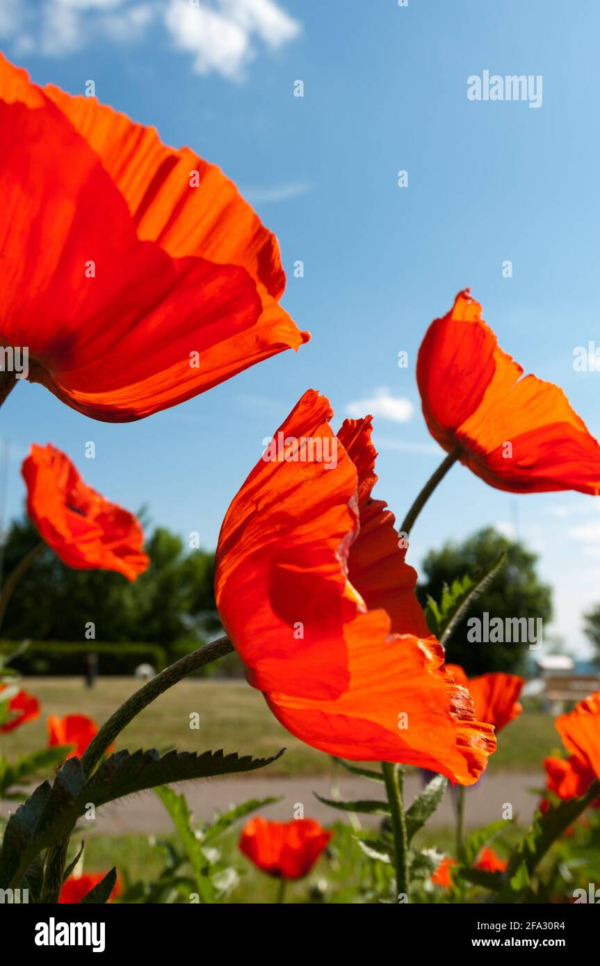 papaveri arancioni (papaveraceae) contro un cielo blu - con luce solare filtrando diagonalmente attraverso i petali testurizzati grandi Foto Stock