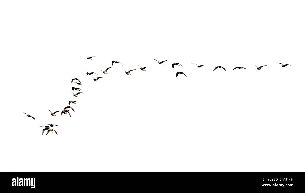 Uno stormo di uccelli migratori nel cielo Foto Stock