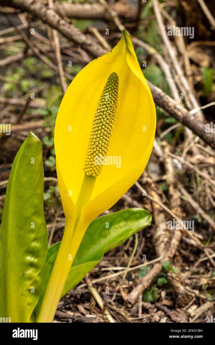 Lysichiton Americanus, giallo, cavolo spazzato, in primavera fogliame Foto Stock