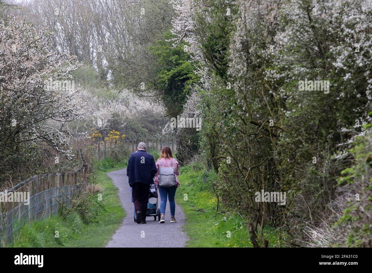 Oxford Island, Lough Neagh, County Armagh, Irlanda del Nord, Regno Unito. 22 Apr 2021. Tempo nel Regno Unito – una giornata tranquilla con una forte pressione prevalente. Dopo un inizio pazzesco il sole ha cominciato a bruciare attraverso il sottile strato di nube ed è di rimanere asciutto almeno fino all'inizio della settimana seguente.UN gruppo di famiglia fuori che cammina fra il fiore bianco a Lough Neagh. Credit: CAZIMB/Alamy Live News. Foto Stock