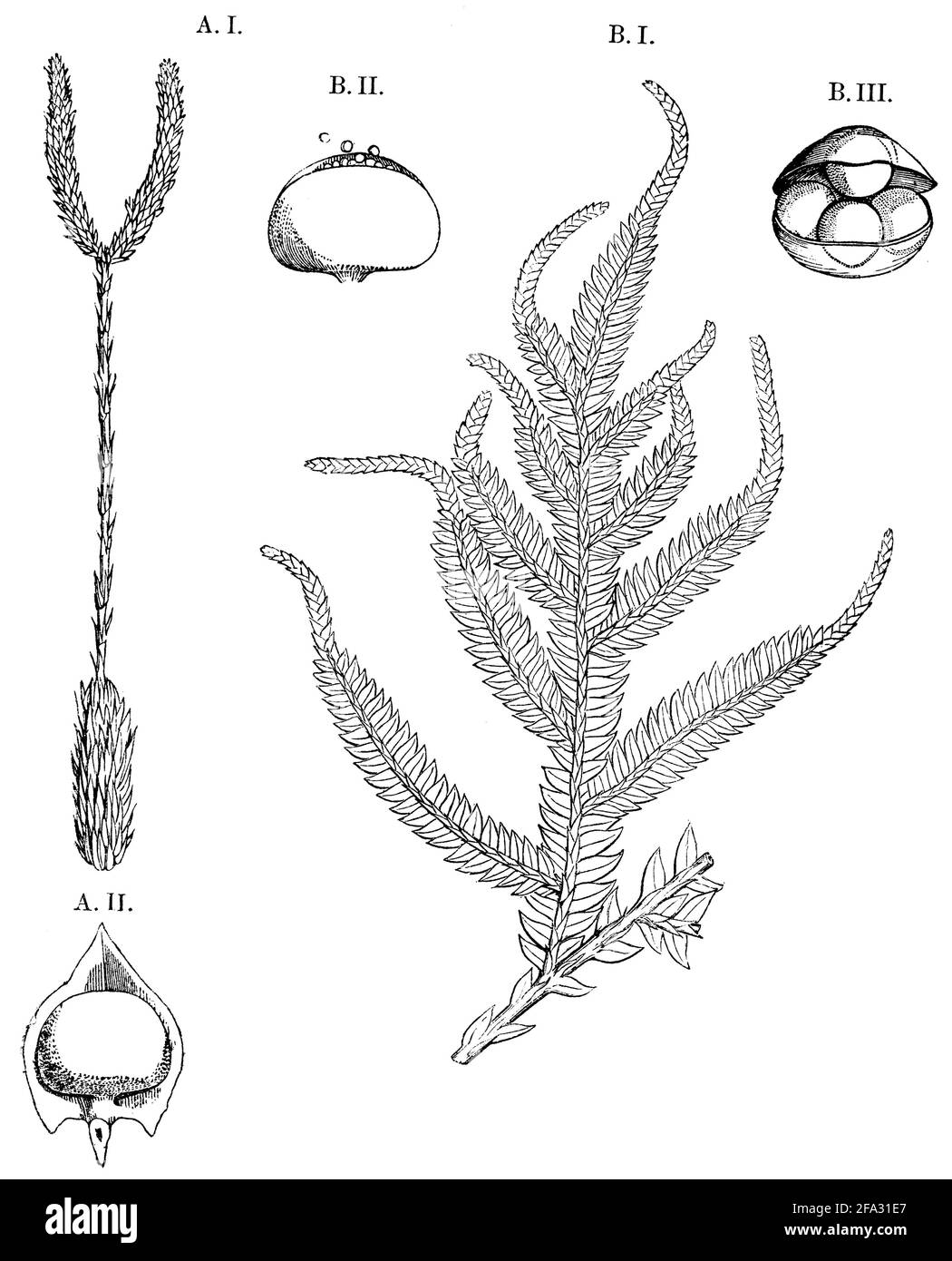 club Moss / Lycopodium clavatum / Keulen-Bärlapp (libro di botanica, 1875) Foto Stock