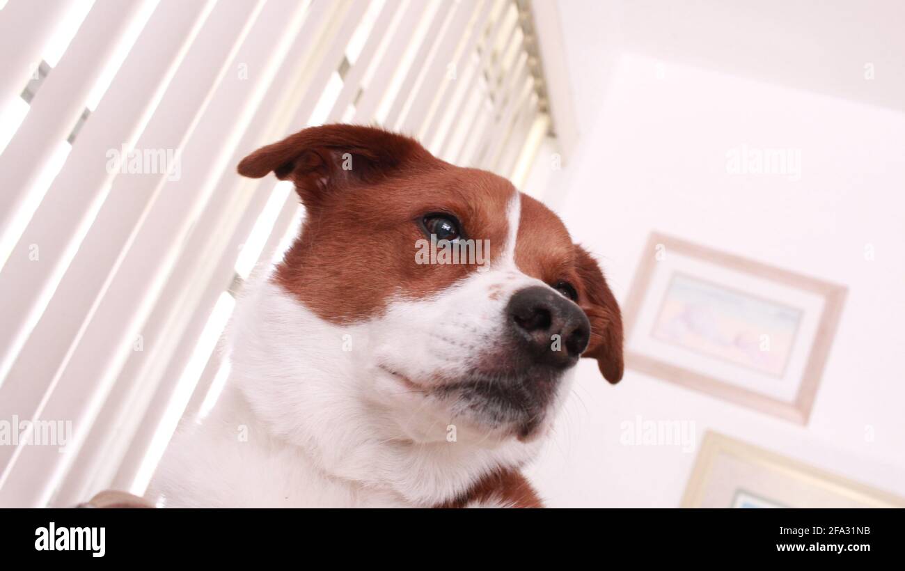Confine Collie Terrier Doggy Foto Stock