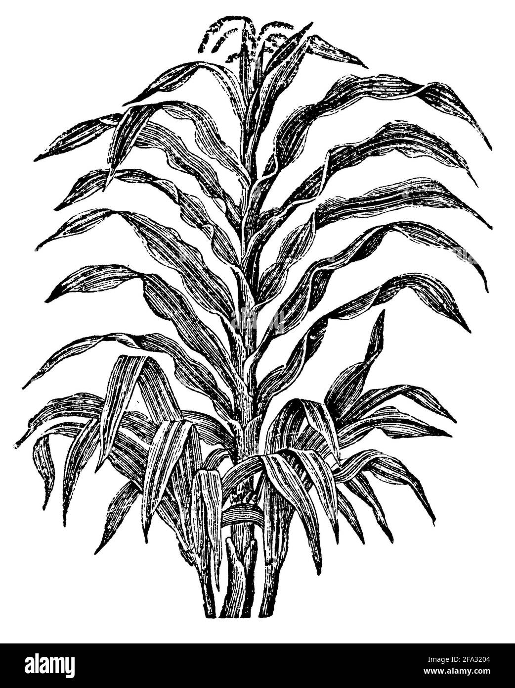 Mais, mais, varietà con foglie variegate / Zea mays / Mais (libro giardino, 1893) Foto Stock
