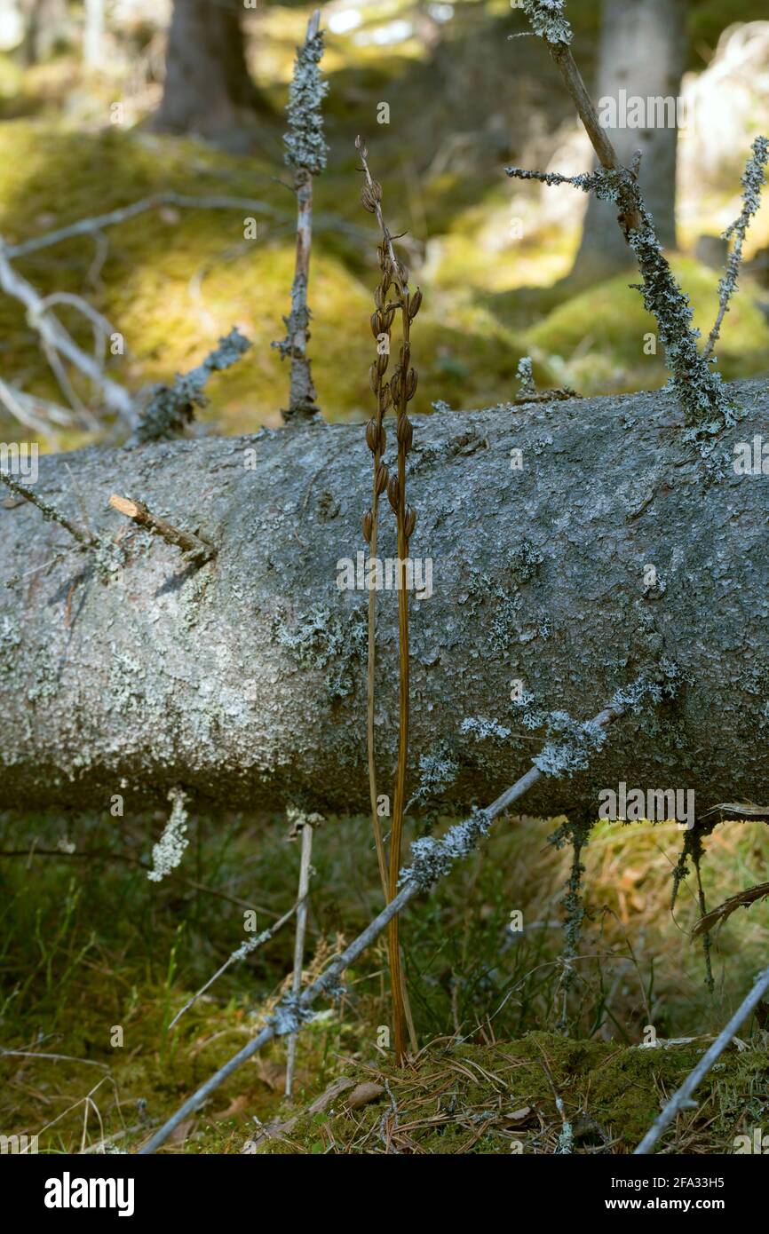 Secco overblown minori orchidee farfalla, Platanthera bifolia piante in foresta di conifere Foto Stock
