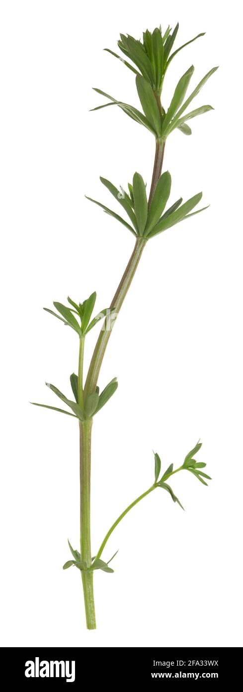 Hedge bedpaglia, album di Galium pianta isolato su sfondo bianco Foto Stock