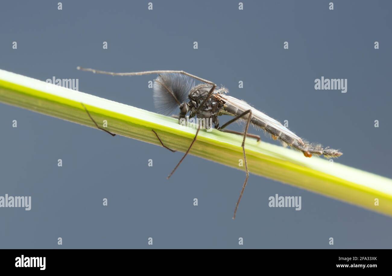Midrange maschio, Chironomidae su paglia, macro foto Foto Stock