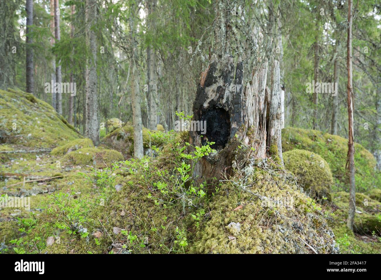 Vecchio stub bruciato in una foresta naturale intatta che indica un fuoco di foresta molto tempo fa Foto Stock