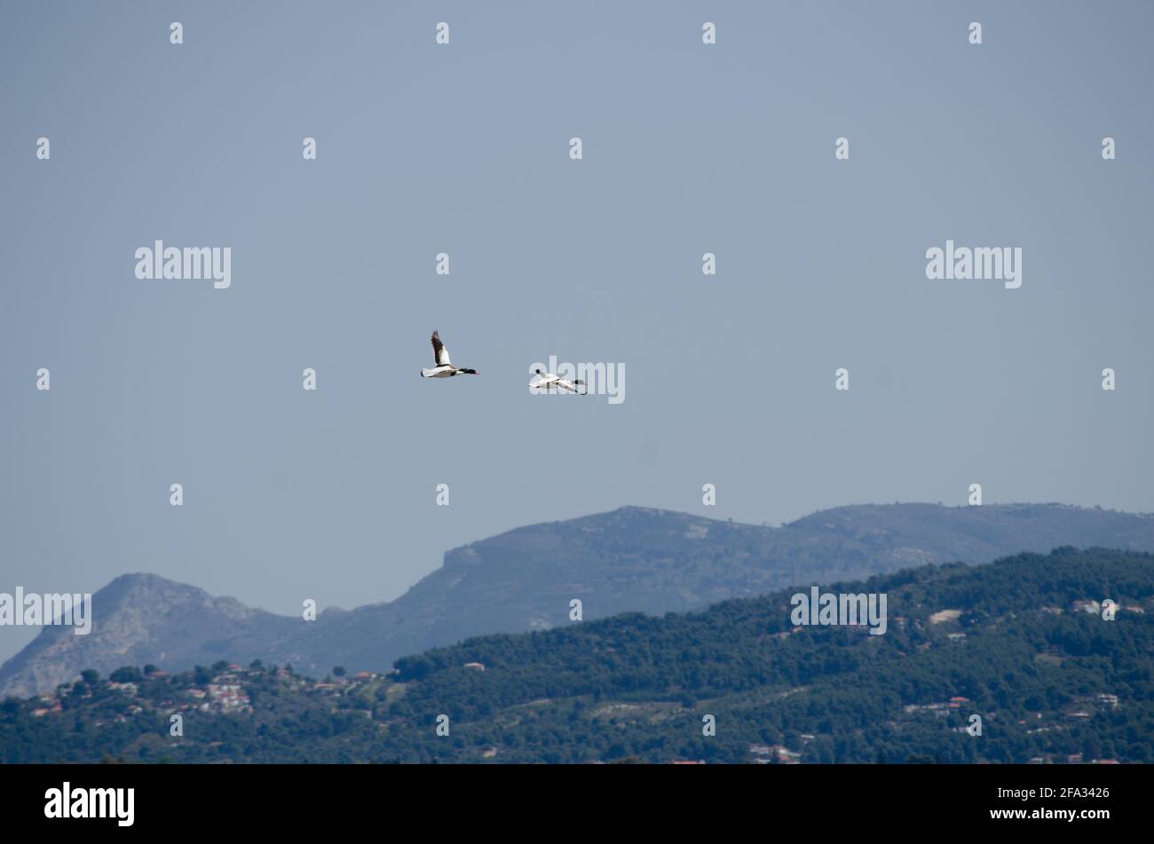 Lagoon Ecosystem oropos grecia Foto Stock