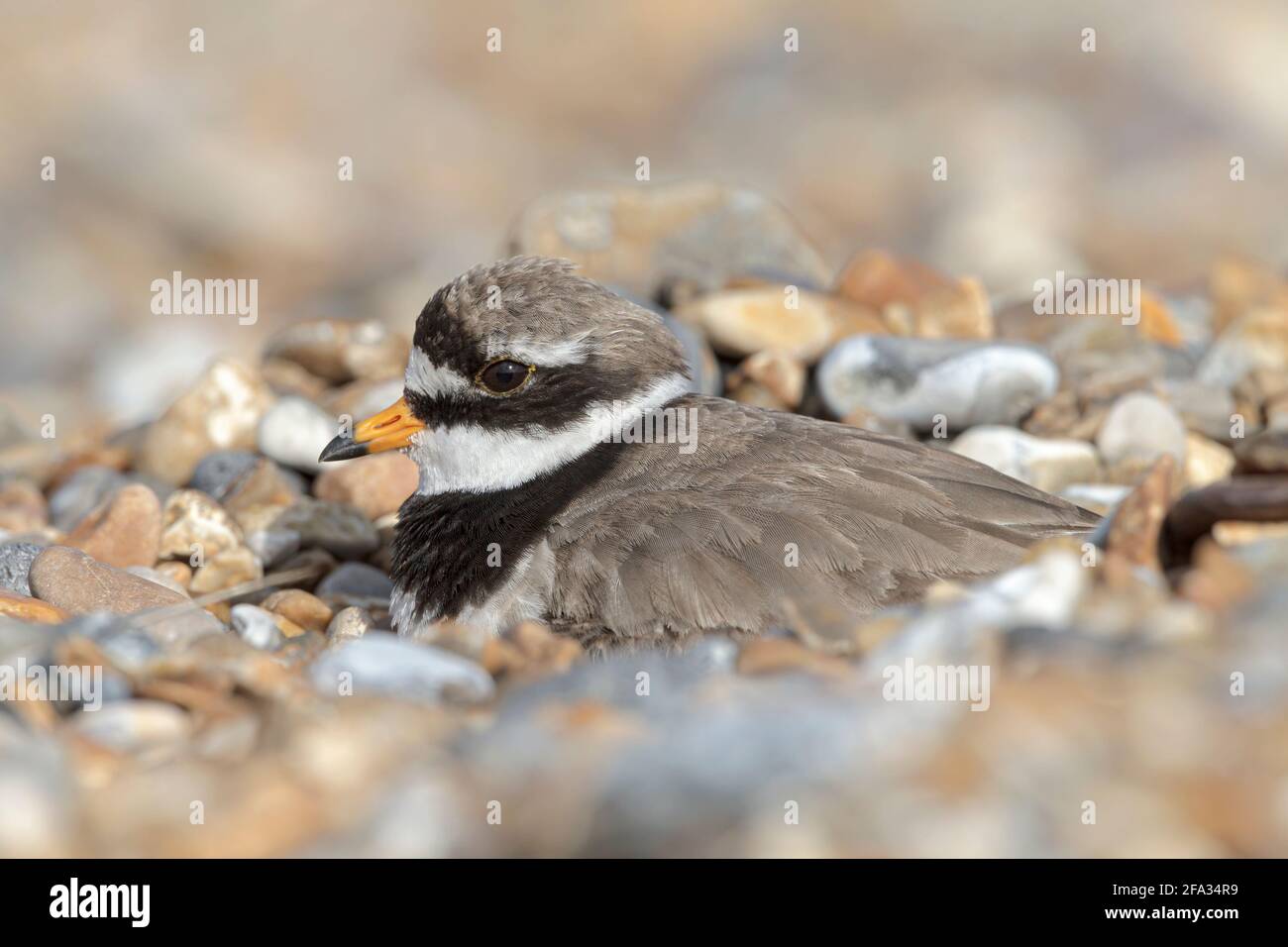 Ring Plover, Charadrius hiaticula, piumaggio estivo adulto al sito nido Norfolk, luglio Foto Stock