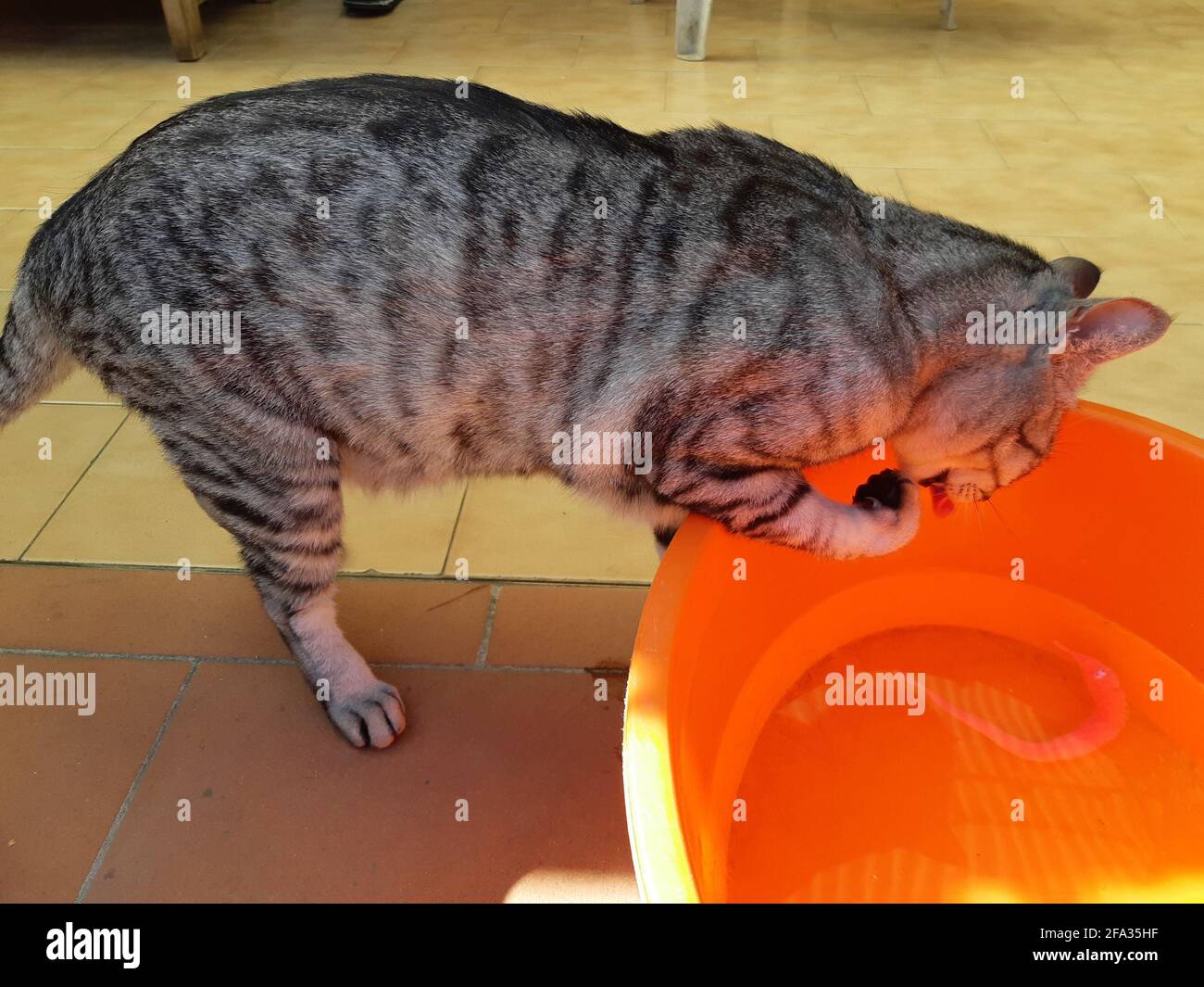 Acqua potabile Cat contenuta in un bacino Foto Stock