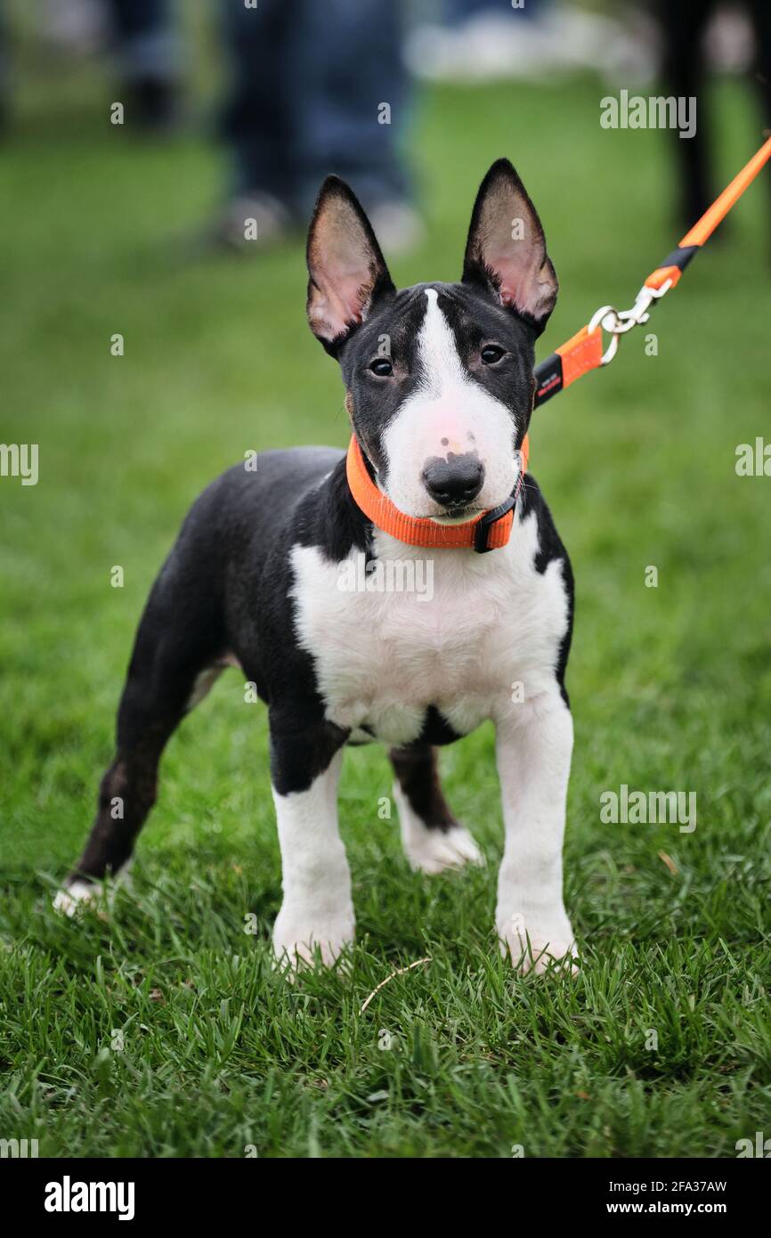 Russia, Krasnodar 18 aprile, 2021-Mostra di cani di tutte le razze. Puppy in miniatura toro terrier di colore bianco e nero in un collare arancione e sulle passeggiate al guinzaglio Foto Stock