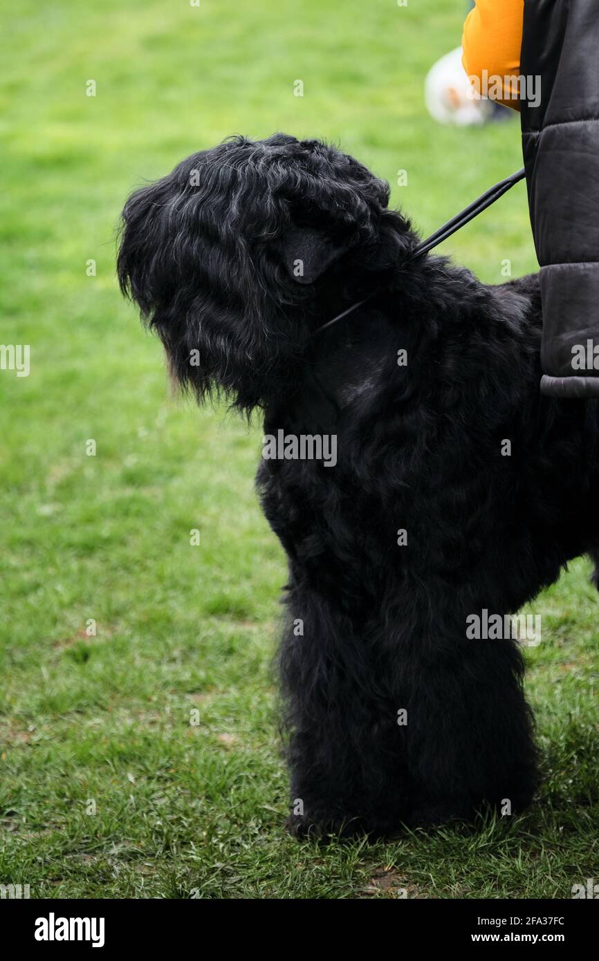 Russia, Krasnodar 18 aprile, 2021-Mostra di cani di tutte le razze. Un cucciolo nero di terrier si sta preparando per uno spettacolo di cani. Ritratto di un terrier nero russo Foto Stock