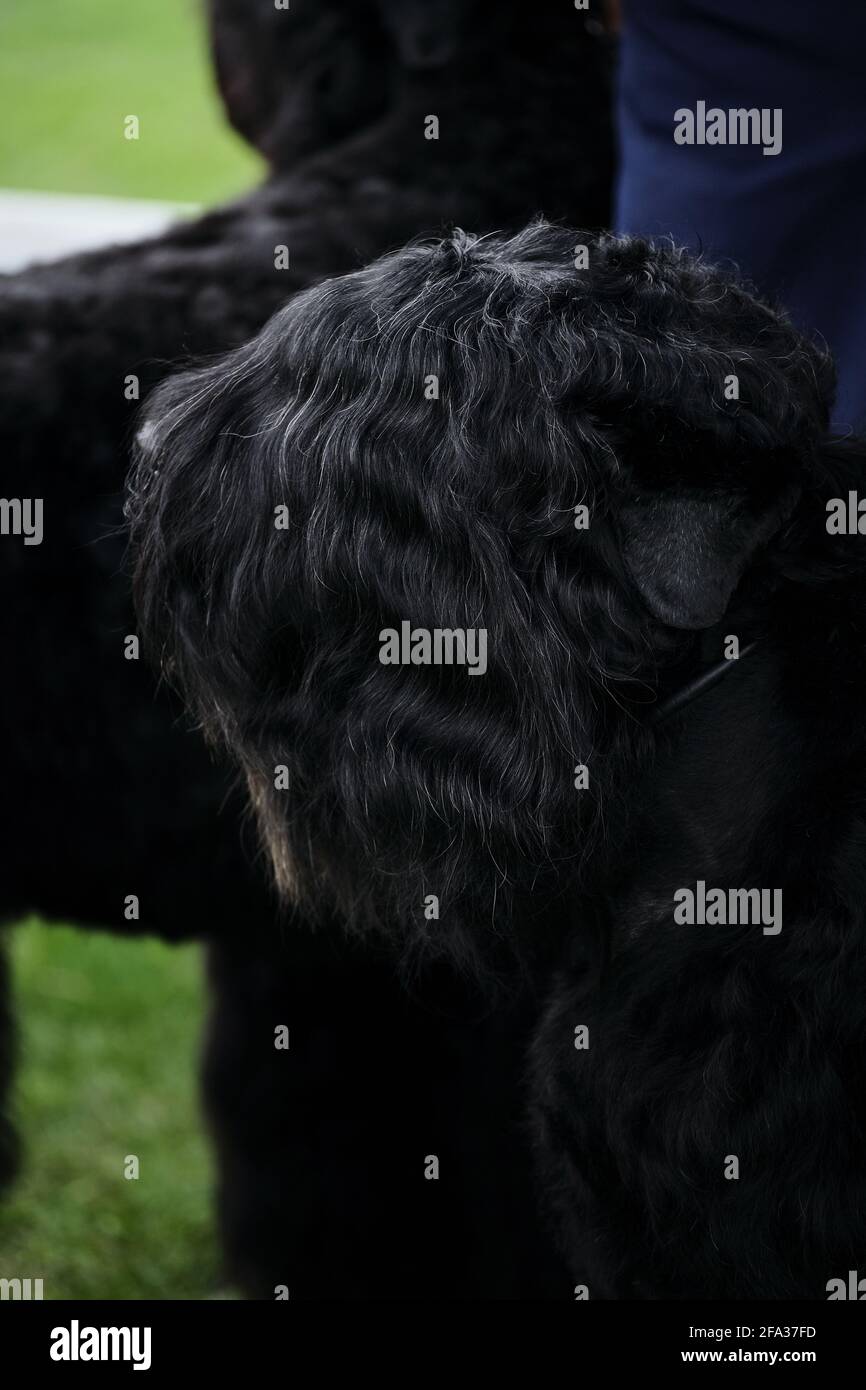 Russia, Krasnodar 18 aprile, 2021-Mostra di cani di tutte le razze. Un cucciolo nero di terrier si sta preparando per uno spettacolo di cani. Ritratto di un terrier nero russo Foto Stock