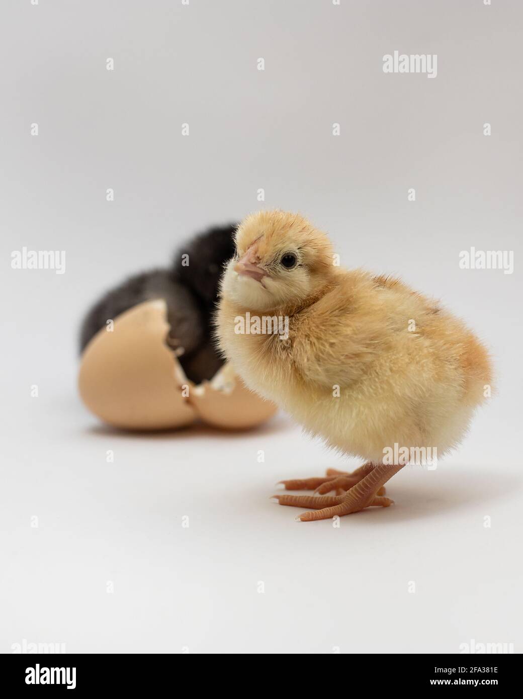 Piccolo pollo giallo isolato su sfondo bianco. Pulcini appena nati. Foto Stock