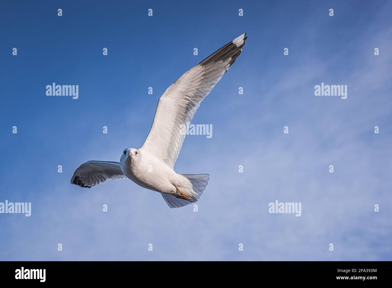 Seagull nel cielo sulla spiaggia Foto Stock