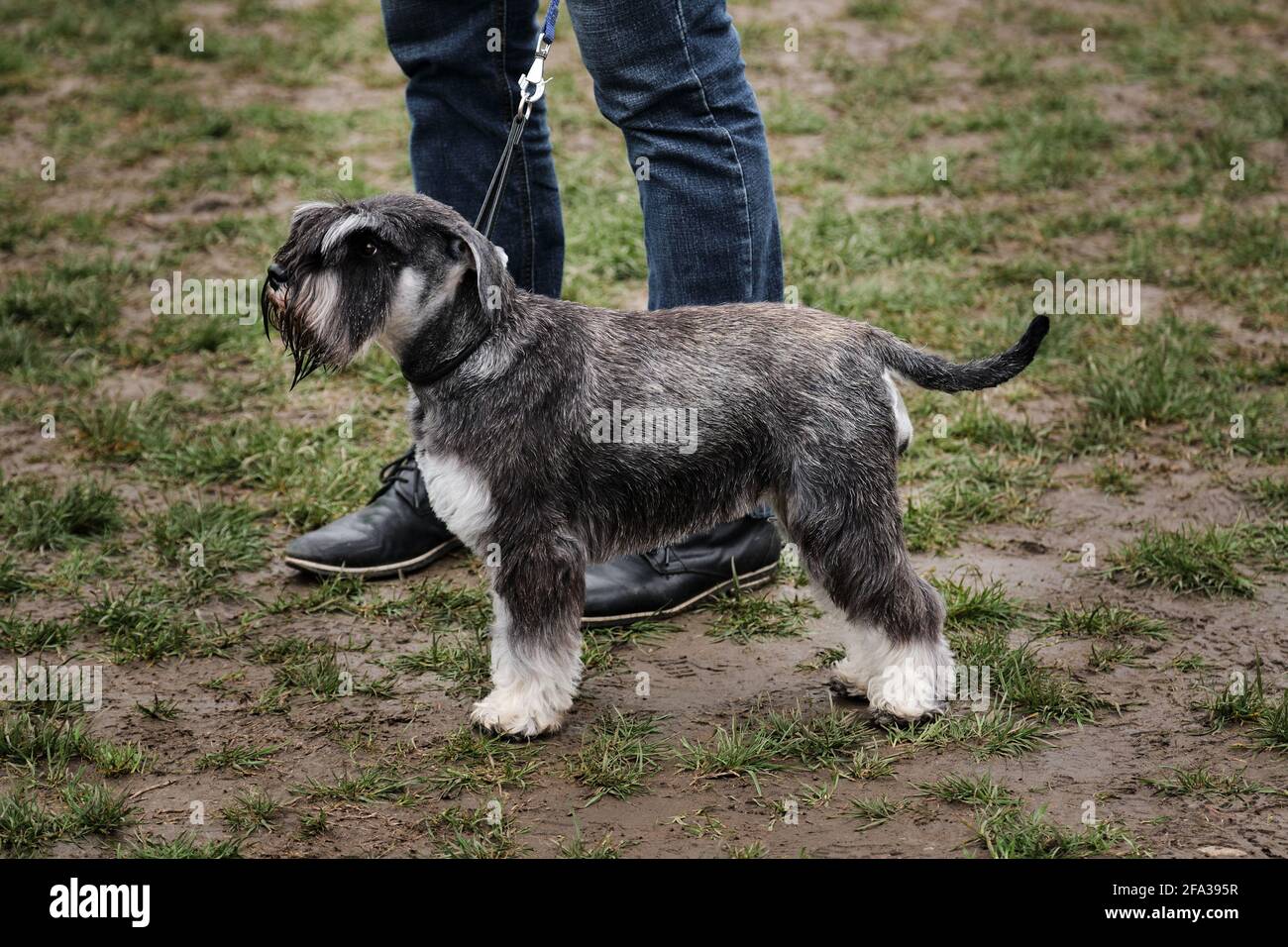 Russia, Krasnodar 18 aprile, 2021-Mostra di cani di tutte le razze. Un cucciolo di Schnauzer in miniatura grigio. Tsvergshnauzer colore sale pepe si trova accanto al proprietario A. Foto Stock