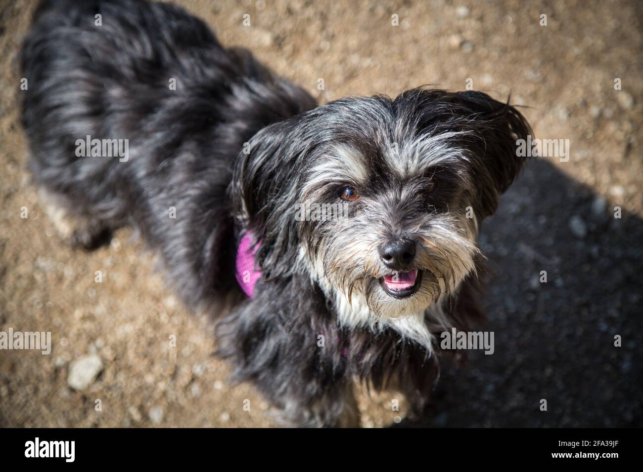 Nero grigio Havanese cane guardando in su Foto Stock