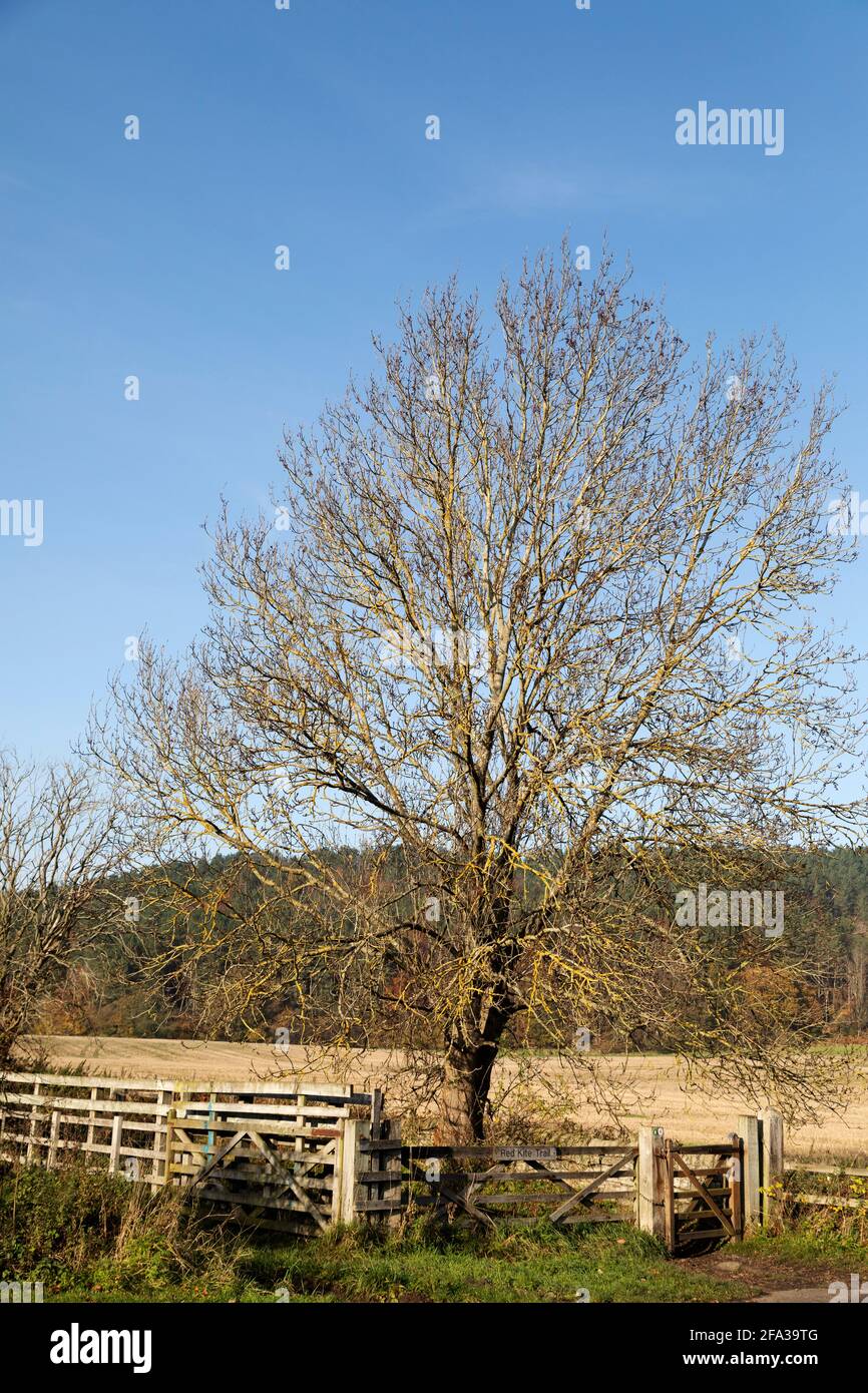 Un albero autunnale sul Red Kite Trail nel bosco alla periferia di Gateshead, nel nord-est dell'Inghilterra. Il percorso circolare a piedi attraversa il De Foto Stock