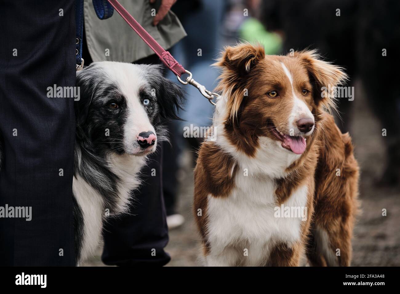 Russia, Krasnodar 18 aprile, 2021-Mostra di cani di tutte le razze. Border Collie riproduzione spettacolo al cane show. Due collie di bordo blu merle con occhi diversi Foto Stock