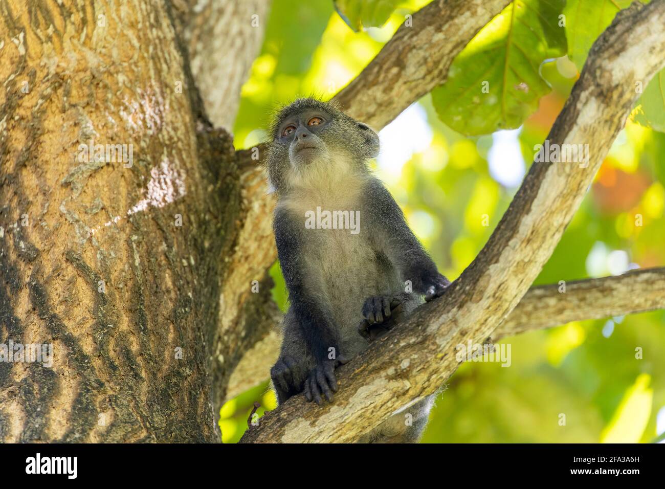 Scimmia dalla gola bianca (cercopithecus albogularis) in un albero, Kenya, Africa Foto Stock