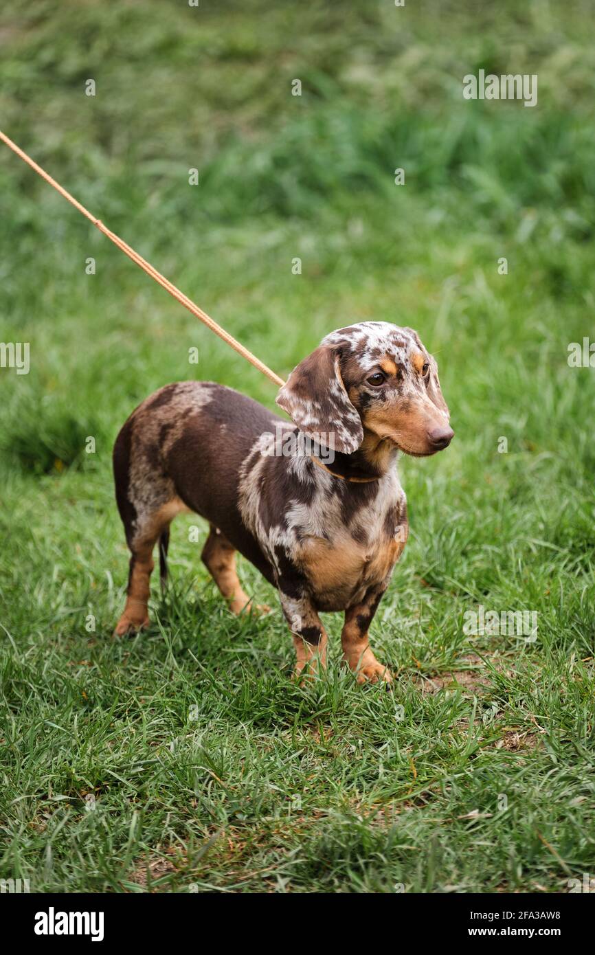 Russia, Krasnodar 18 aprile, 2021-Mostra di cani di tutte le razze. Passeggiata con il cane dachshund su erba verde nel parco. Puppy in miniatura dachshund di marmo marrone col Foto Stock