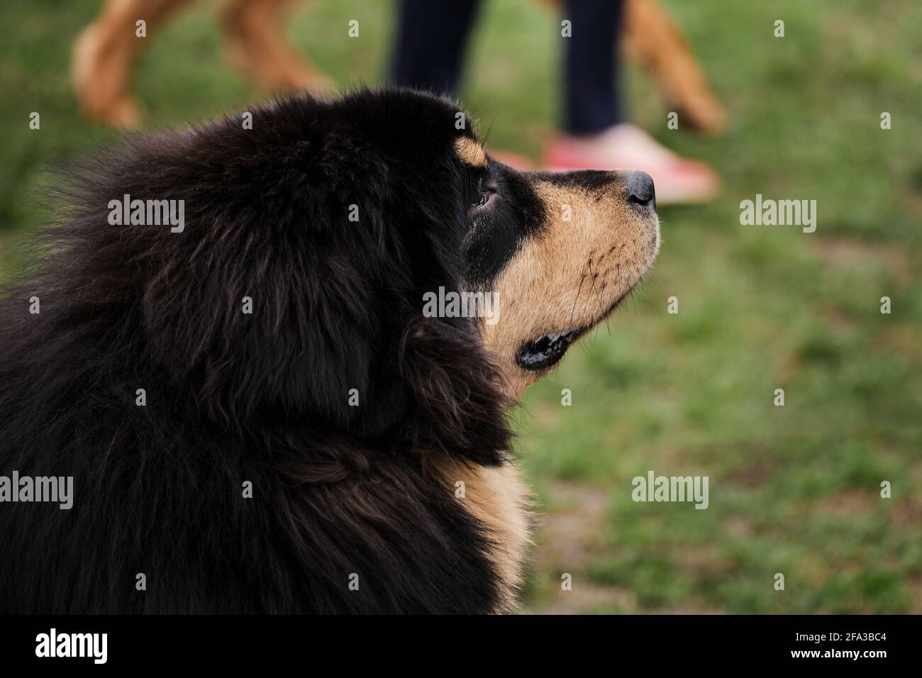 Russia, Krasnodar 18 aprile, 2021-Mostra di cani di tutte le razze. Il cane guarda attentamente con la testa in su e ascolta. Cucciolo di mastice tibetano nero e rosso Foto Stock