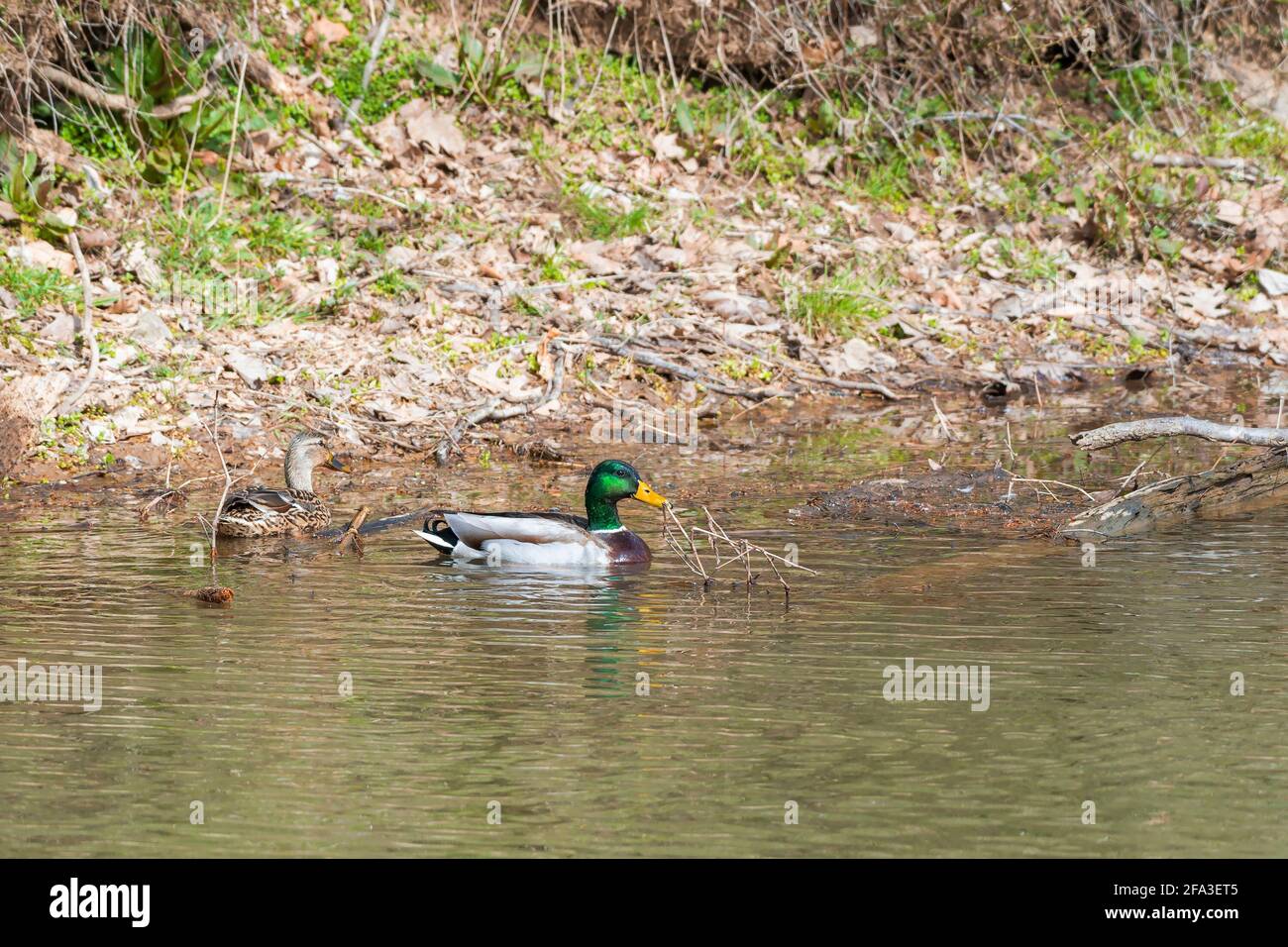 Un paio di Mallards adulti (Anas platyrhynchos) nuotare nel Chesapeake e Ohio Canal National Historical Park. Maryland. STATI UNITI Foto Stock
